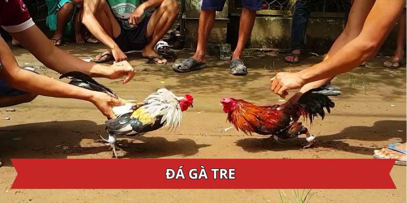 Đá Gà Tre – Bộ Môn Chiến Kê Mang Đến Nhiều Tình Huống Hay