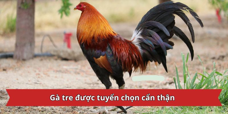 Gà tre được tuyển chọn cẩn thận trước khi tranh tài